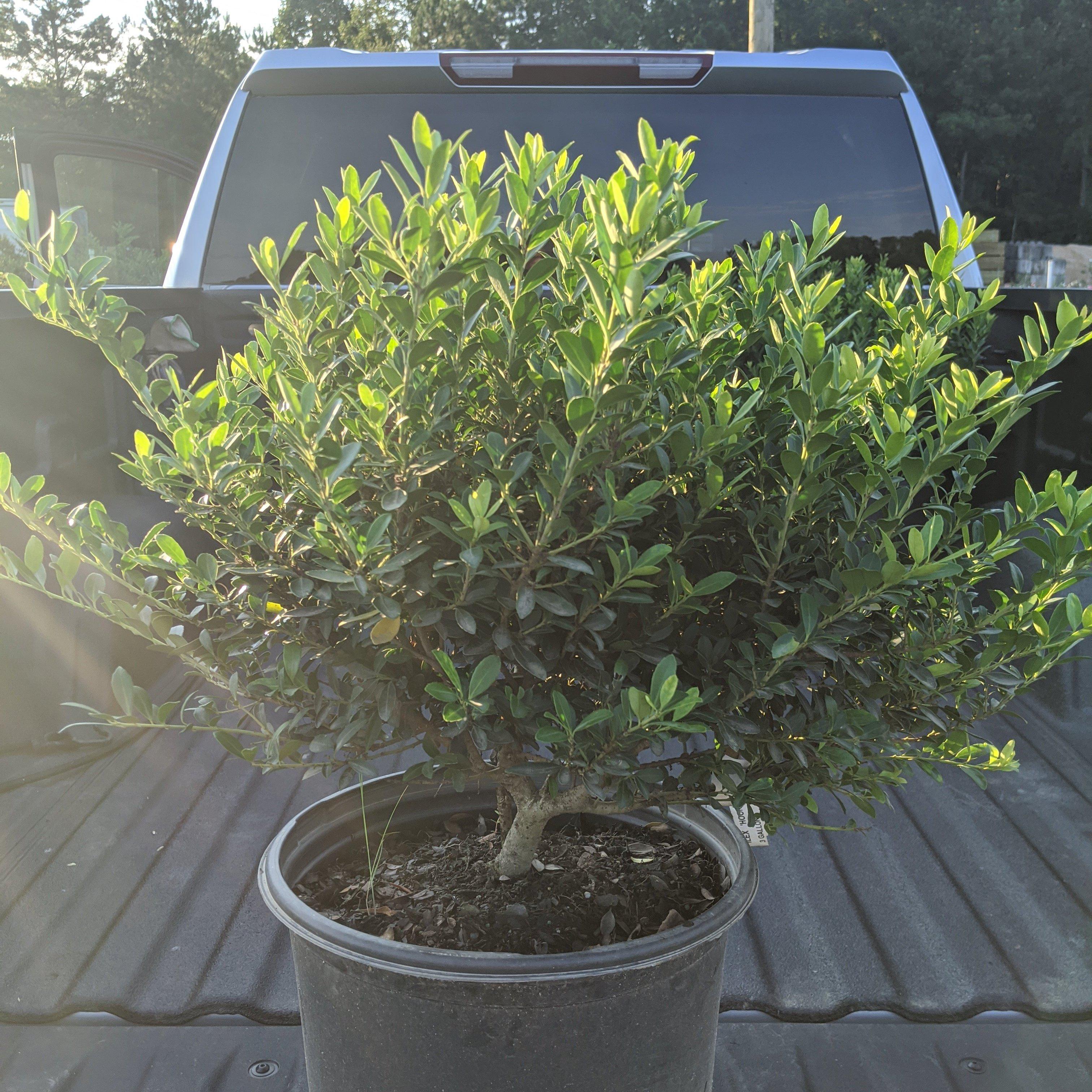 Ilex crenata 'Hoogendorn'  - Hoogendorn Holly