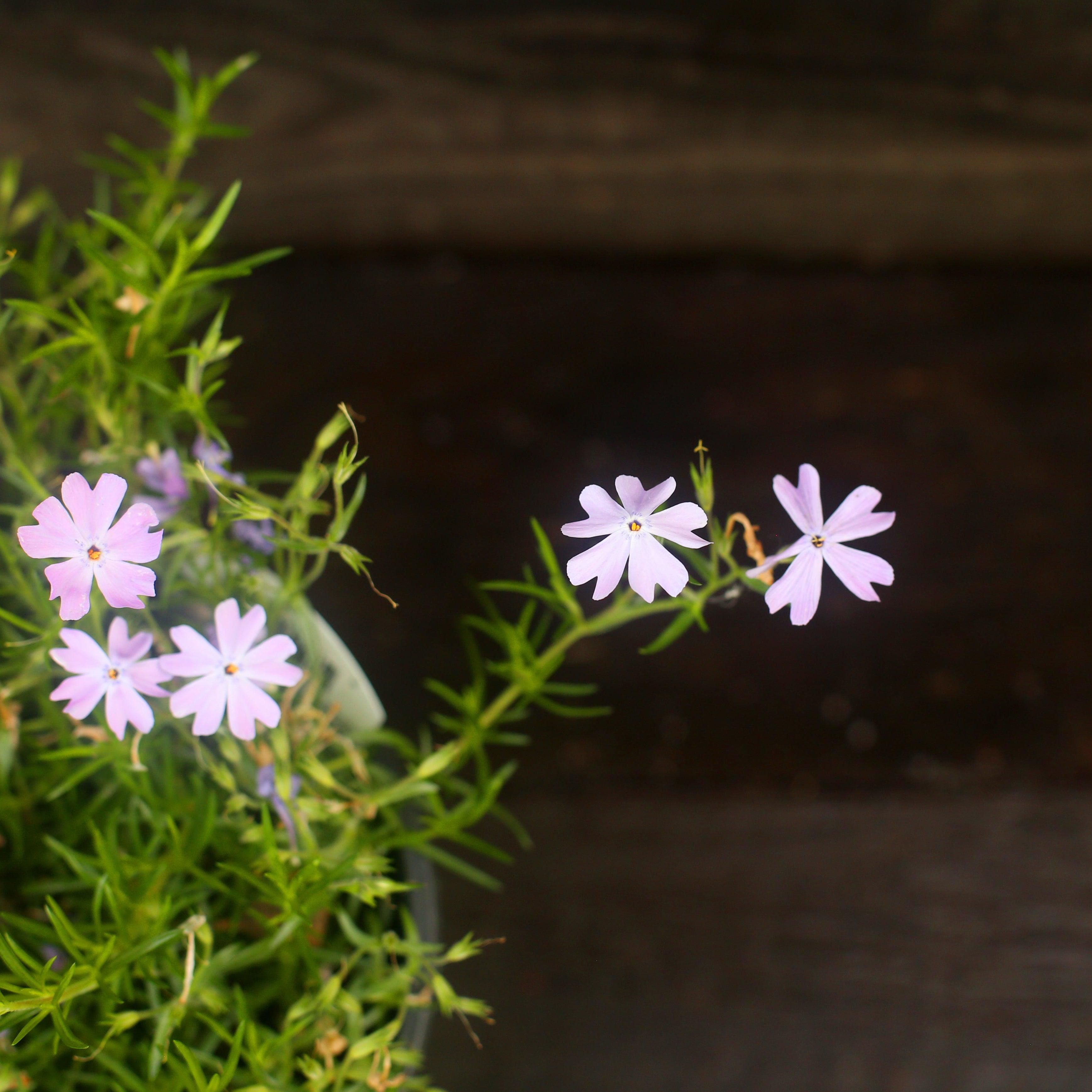 Phlox subulata 'Emerald Blue'  - Emerald Blue Creeping Phlox