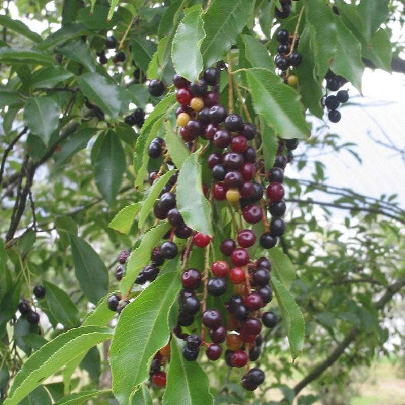 Prunus serotina  - Black Cherry