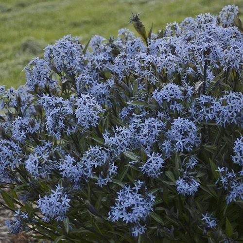 Amsonia tabernaemontana 'Storm Cloud'  - Storm Cloud Blue Star