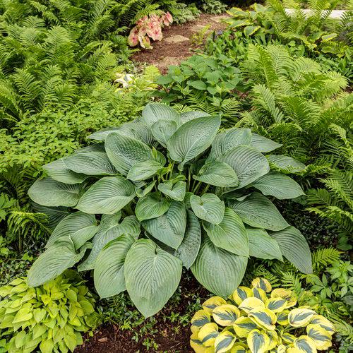 Hosta 'Empress Wu' PP20774  - PW® Shadowland® Empress Wu Hosta