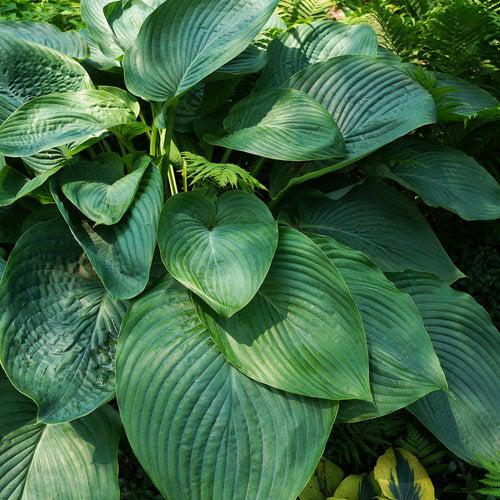 Hosta 'Empress Wu' PP20774  - PW® Shadowland® Empress Wu Hosta