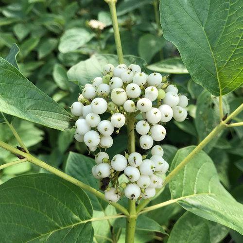 Cornus stolonifera 'SMNCSBD'  - PW® Arctic Fire® Yellow Twig Dogwood
