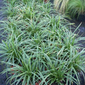Carex morrowii 'Ice Dance'  - Ice Dance Sedge