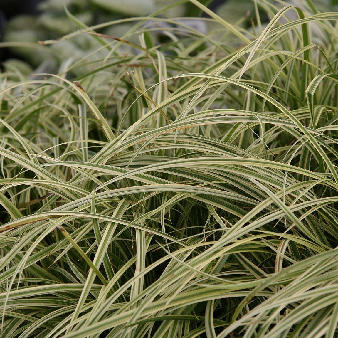 Carex morrowii 'Silver Sceptre'  - Silver Sceptre Sedge