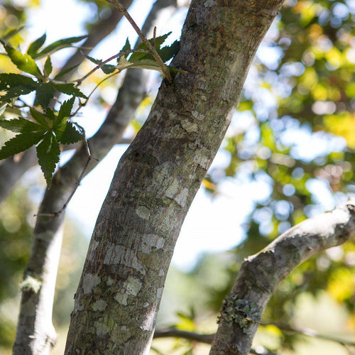 Acer palmatum 'Bloodgood'  - Japanese Maple 'Bloodgood'