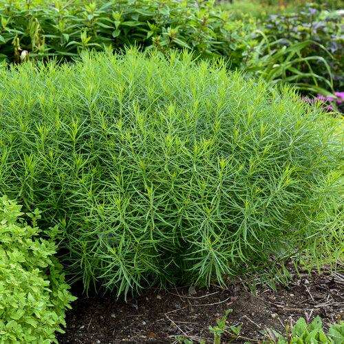 Amsonia 'String Theory'  - String Theory Blue Star