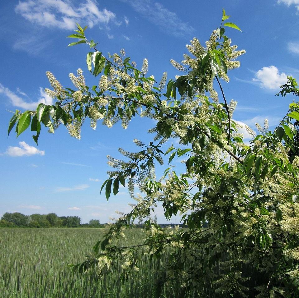 Prunus serotina  - Black Cherry