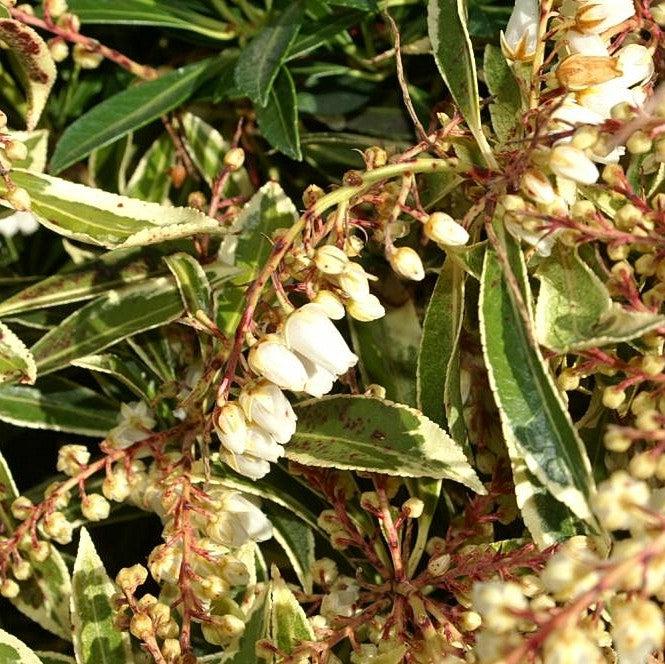 Pieris japonica 'Flaming Silver'  - Flaming Silver Pieris