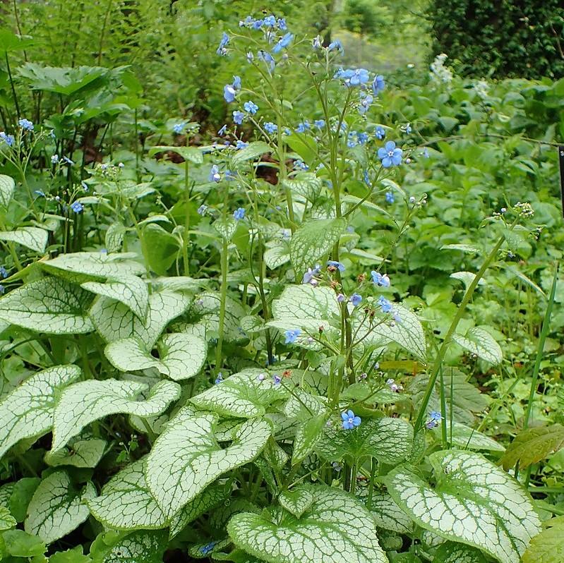 Brunnera macrophylla 'Jack Frost'  - Jack Frost Siberian Bugloss