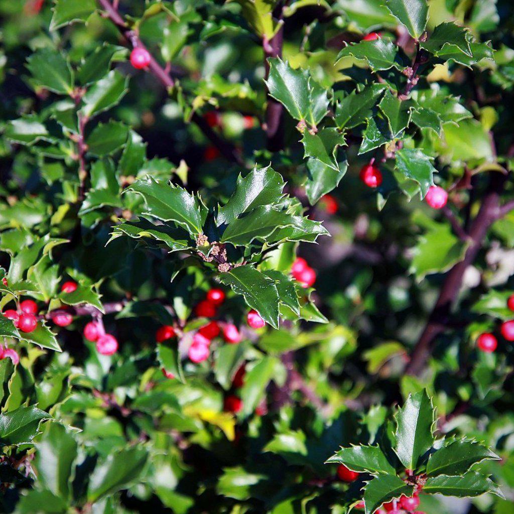 Ilex x meserveae 'Blue Princess'  - Blue Princess Holly