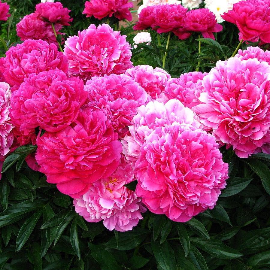 Paeonia lactiflora 'Kansas'  - Kansas Peony