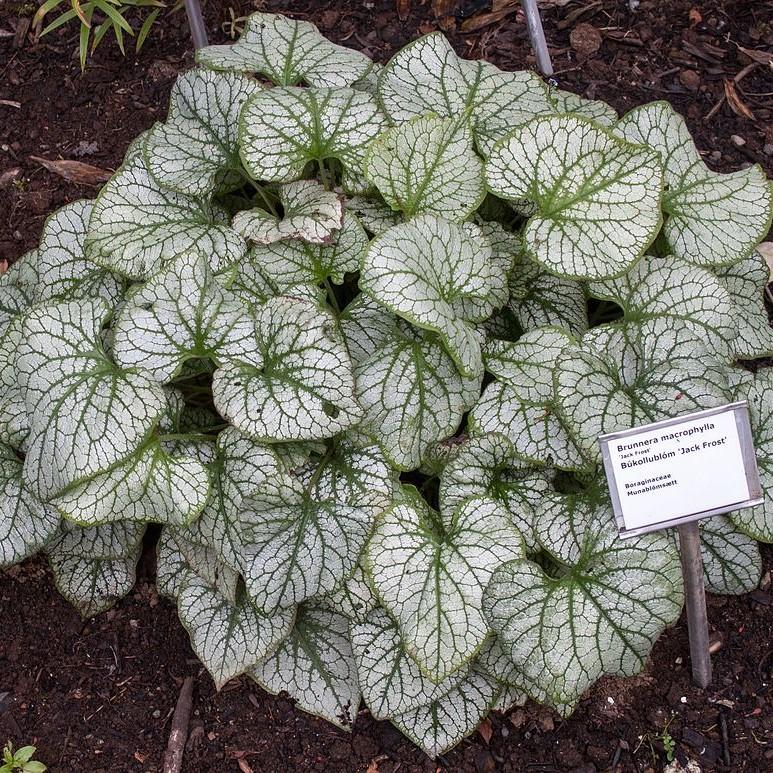 Brunnera macrophylla 'Jack Frost'  - Jack Frost Siberian Bugloss