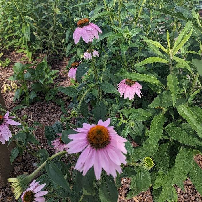 Echinacea purpurea  - Purple Coneflower