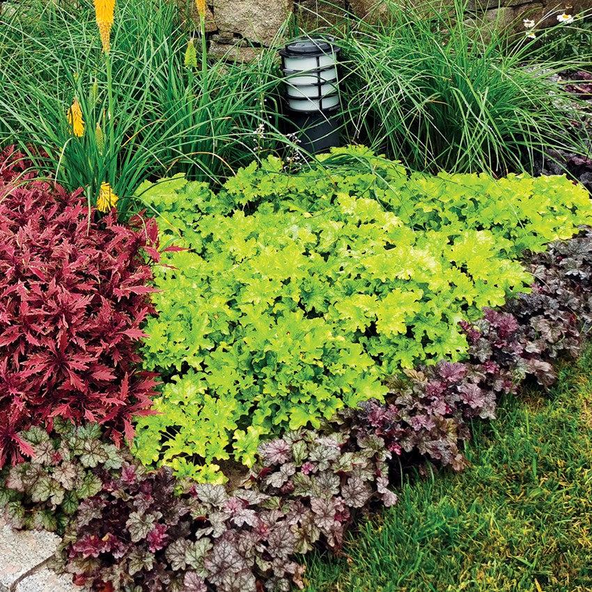 Heuchera ‘Lime Marmalade’  - Lime Marmalade Heuchera