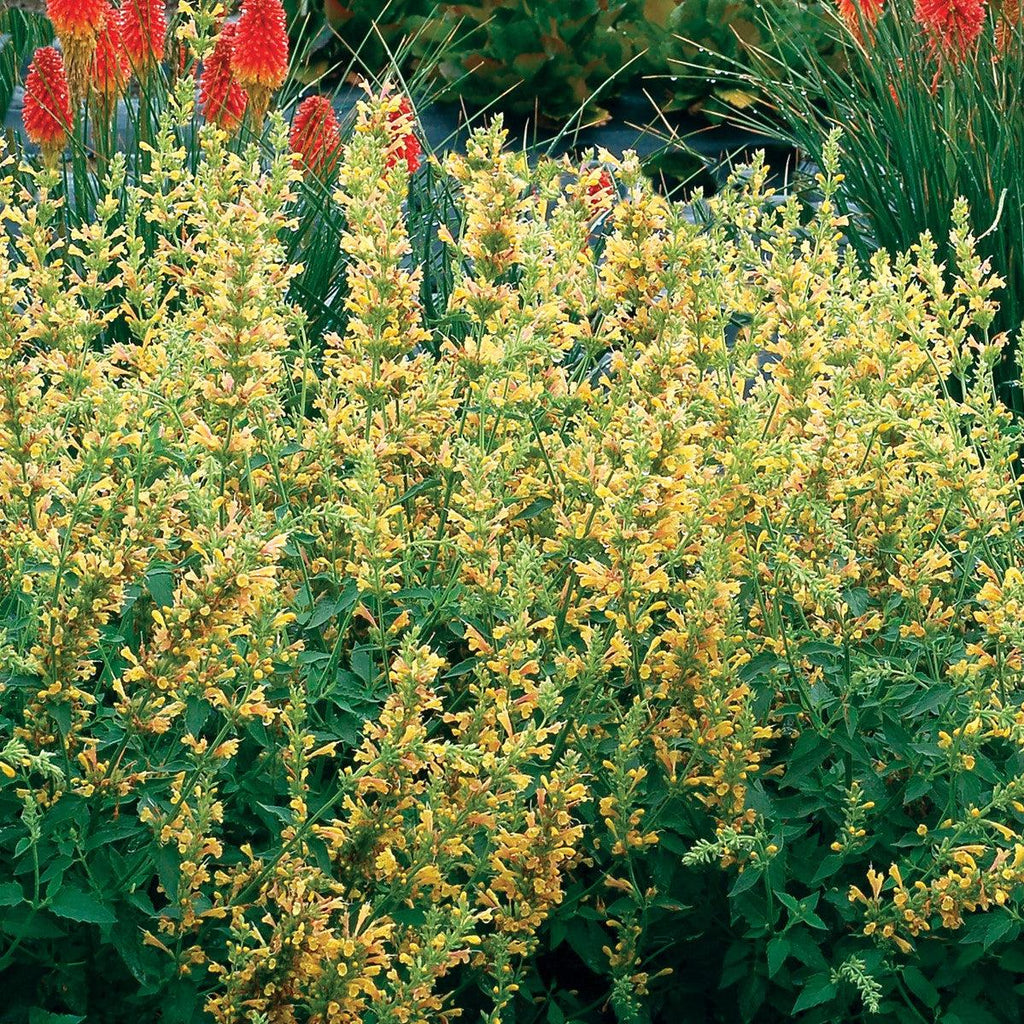 Humming Mint Agastache ‘Kudos Yellow’ - Kudos™ Yellow Hummingbird Mint, Hyssop ...