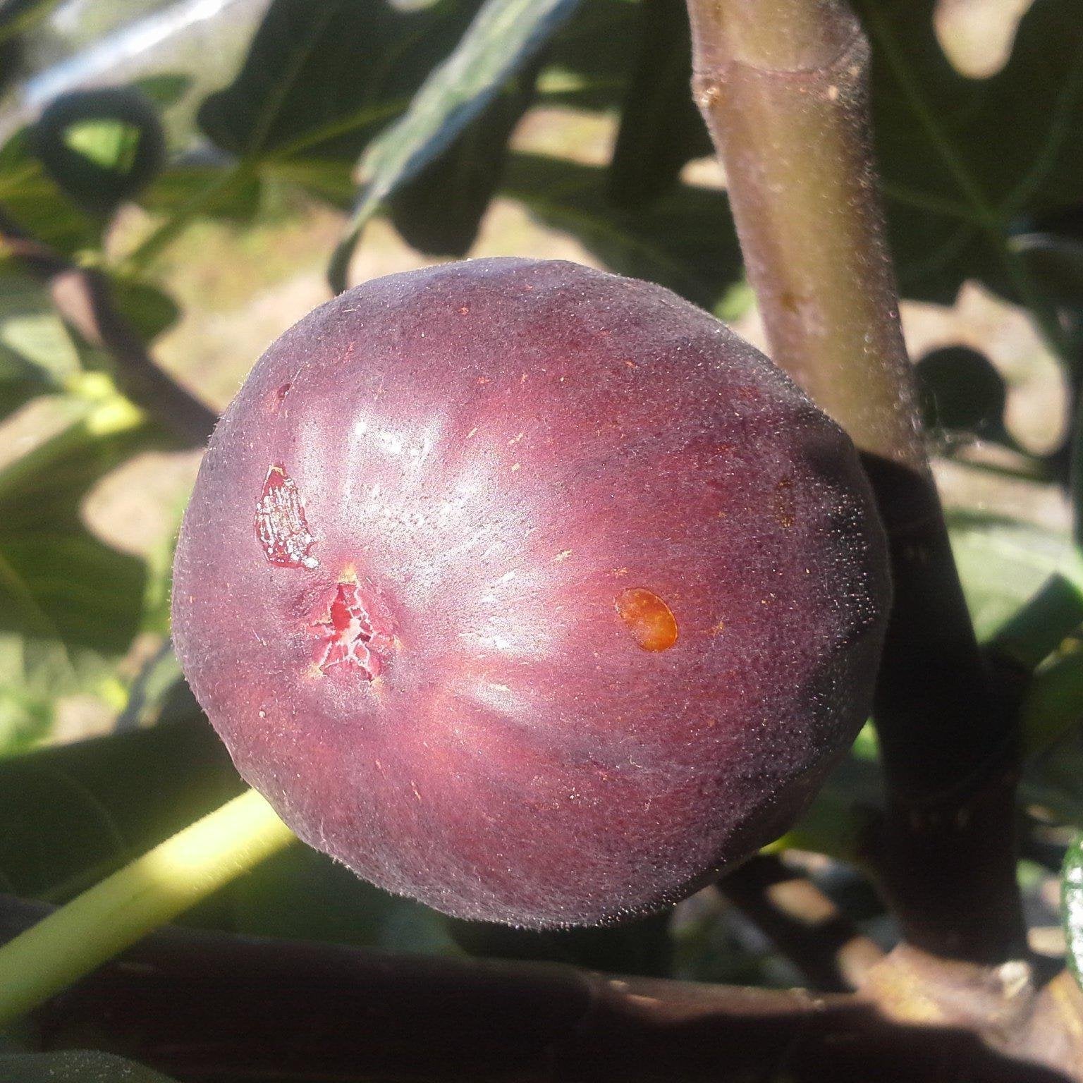 Ficus carica 'Chicago Hardy'  - Chicago Hardy Fig
