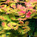 Acer shirasawanum 'Autumn Moon'  - Autumn Moon Japanese Maple