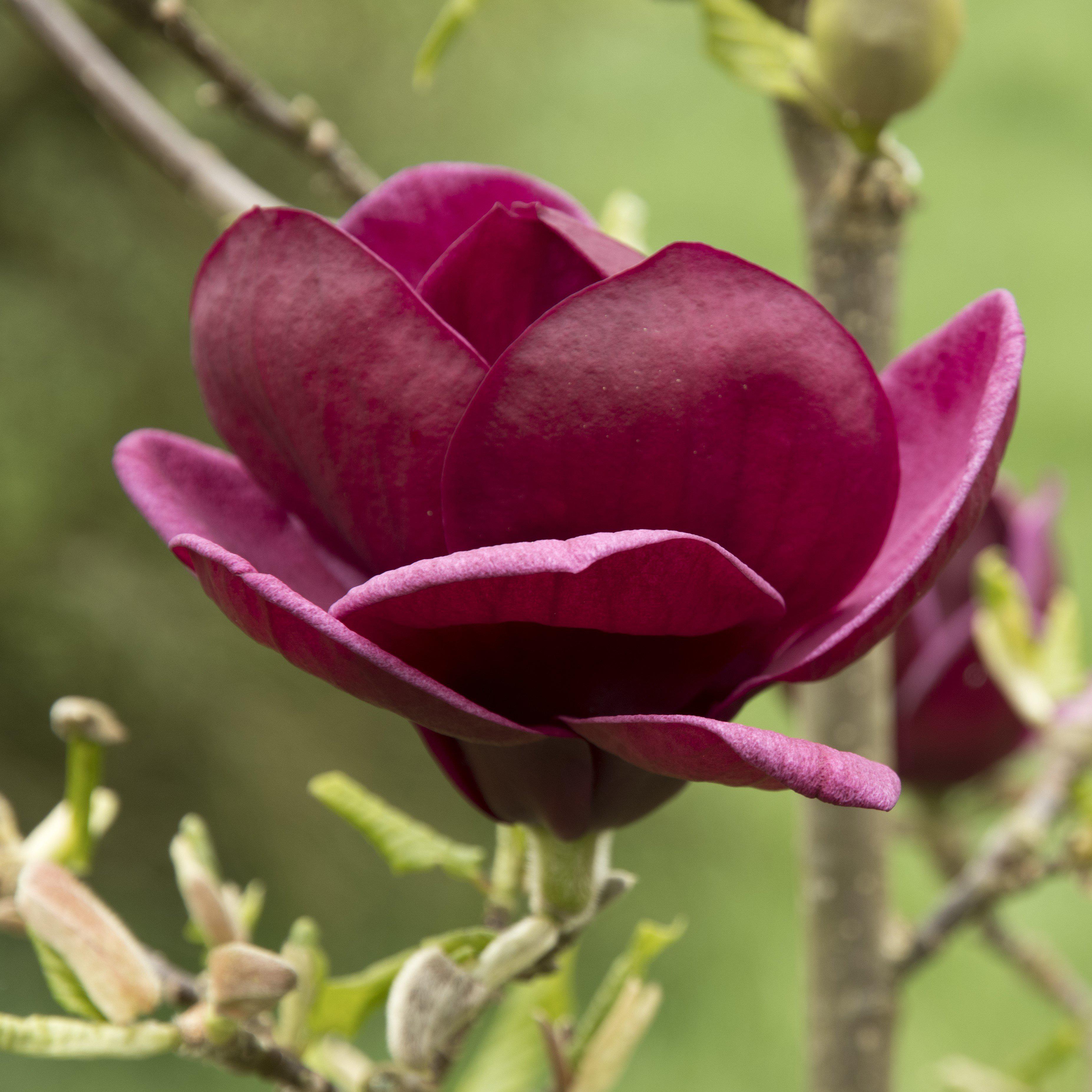 Magnolia x 'Genie'  - Genie Magnolia