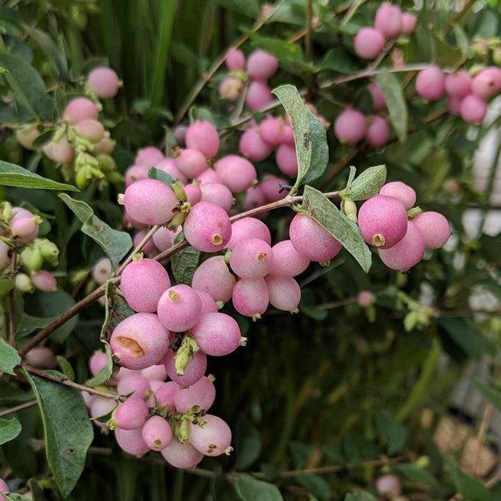 Symphoricarpos x doorenbosii 'Kolmcan'  - First Editions® Candy™ Coralberry