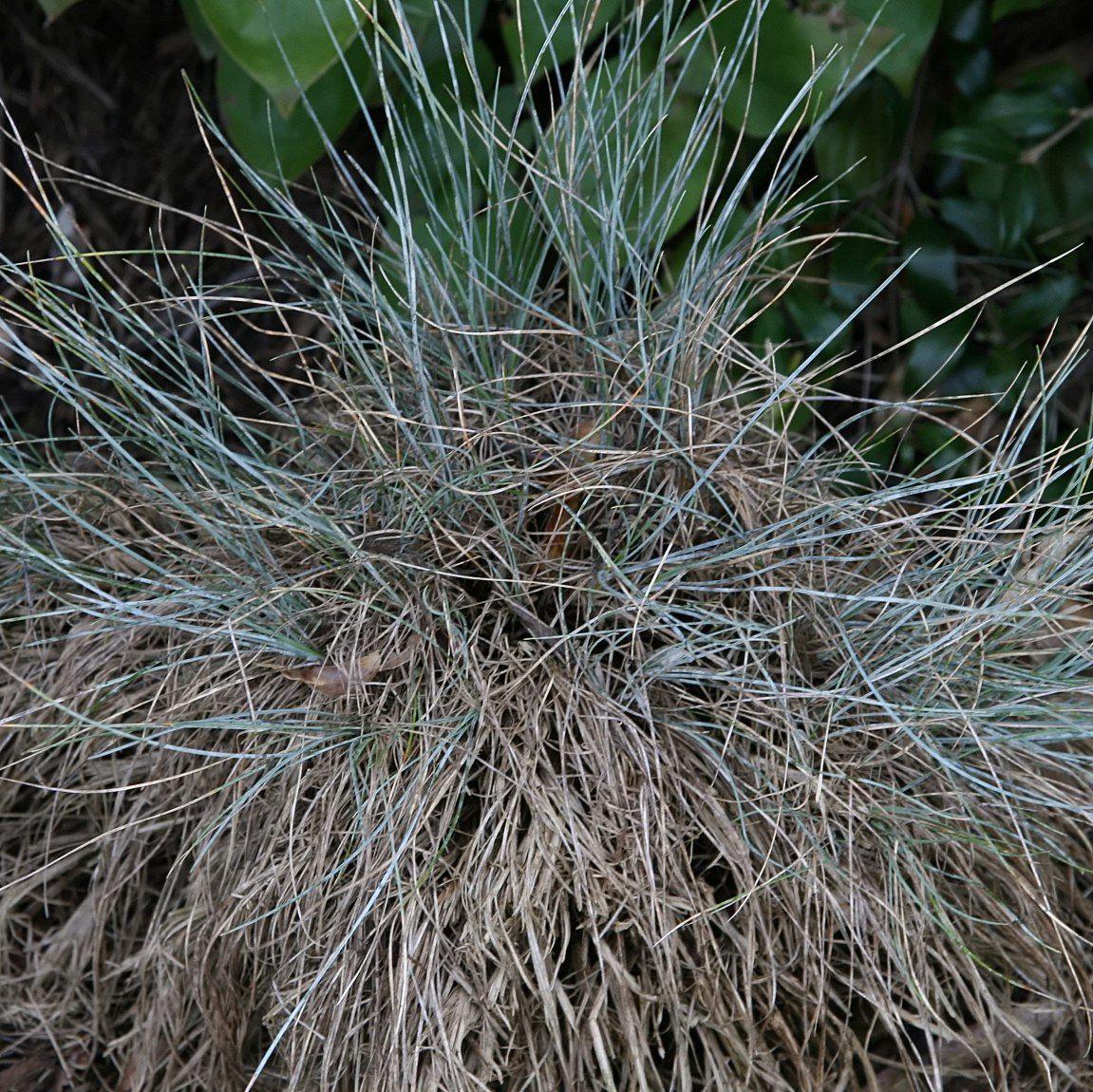 Festuca glauca 'Elijah Blue'  - Blue Fescue