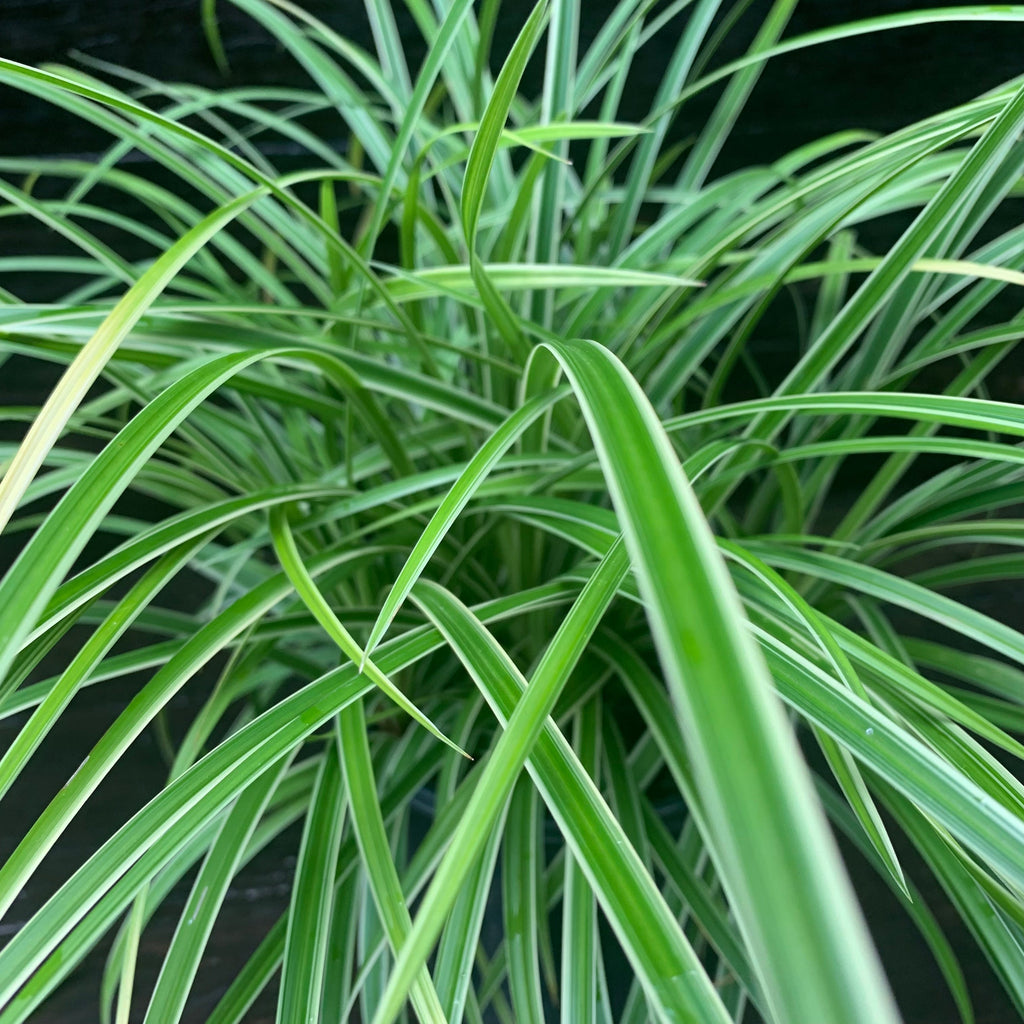 Carex morrowii 'Ice Dance'  - Ice Dance Sedge