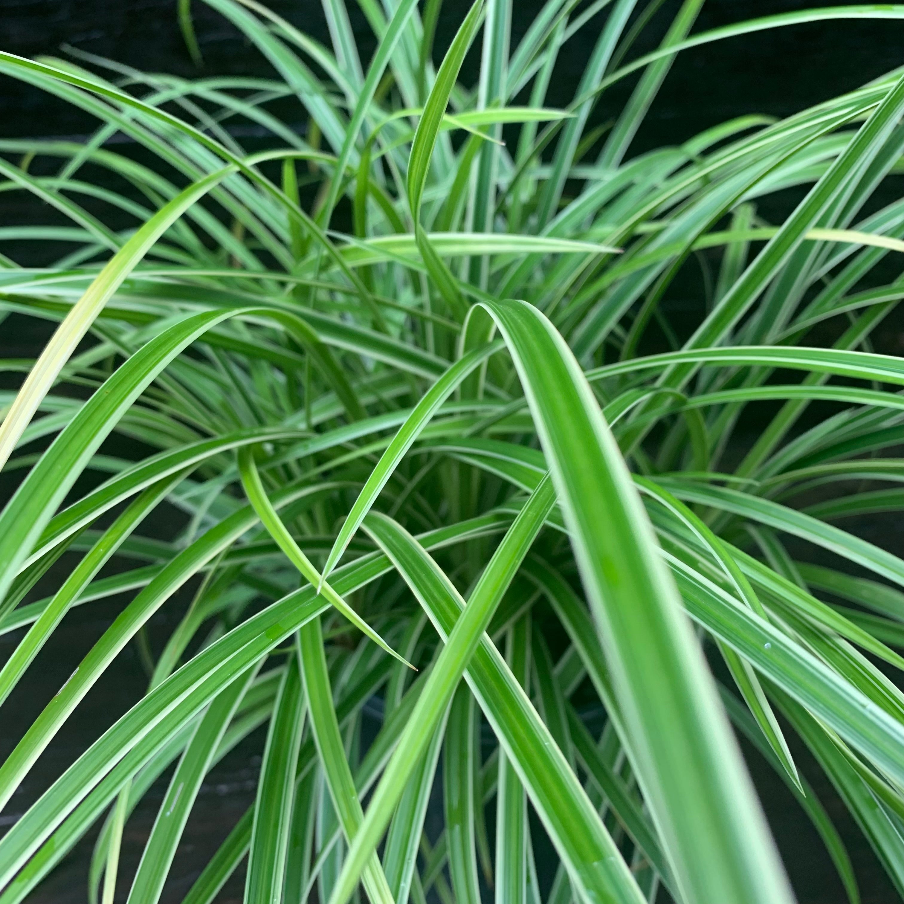 Carex morrowii 'Ice Dance'  - Ice Dance Sedge