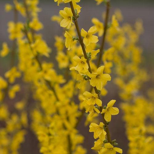 Forsythia x intermedia 'Mindor'  - Show Off® Forsythia