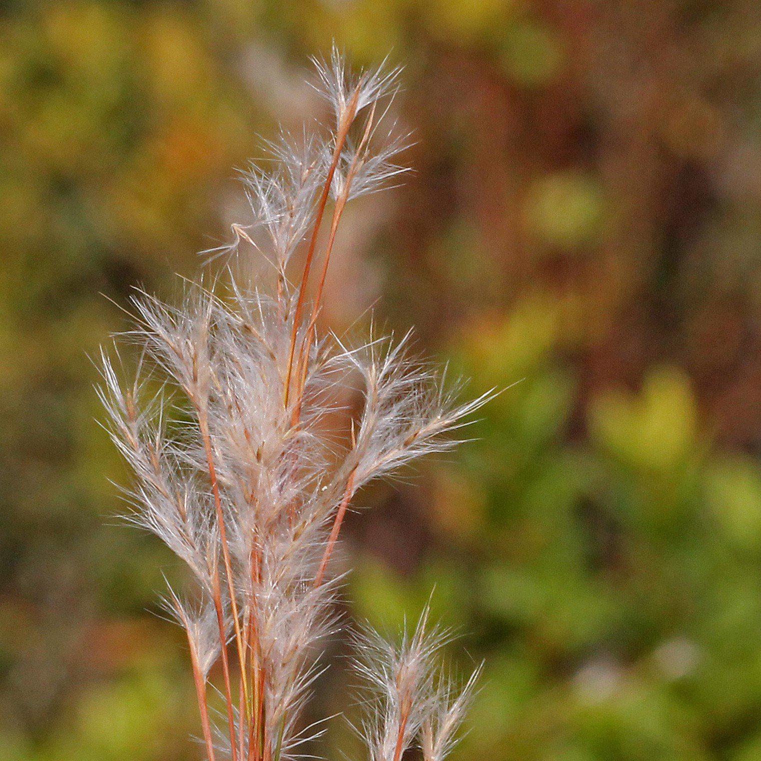 Andropogon virginicus  - Broomsedge, Yellow Bluestem
