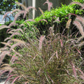 Pennisetum orientale 'Karley Rose'  - Karley Rose Fountain Grass