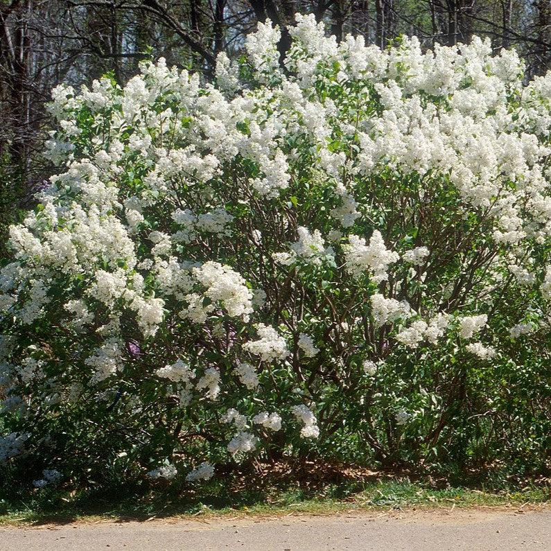 Syringa x oblata 'Betsy Ross'  - Betsy Ross Lilac