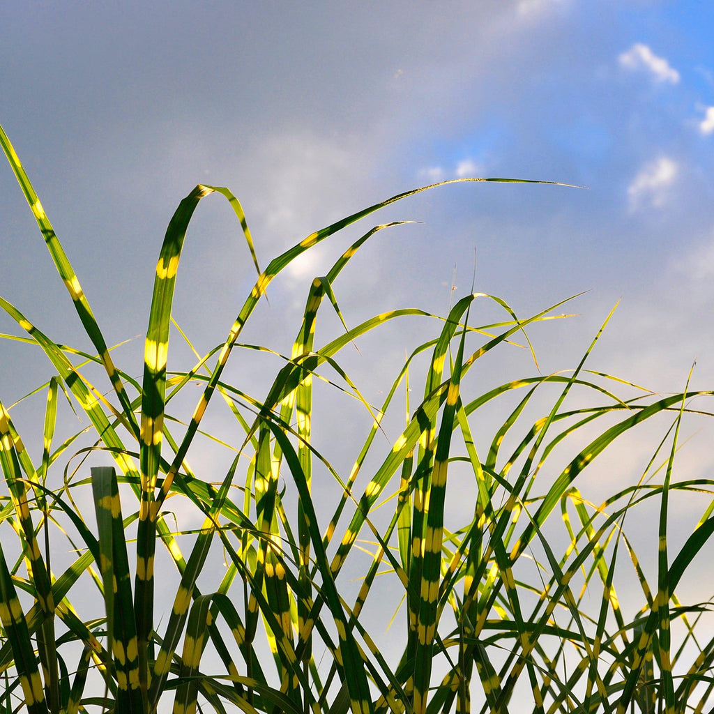Miscanthus sinensis 'NCMS2B'  - Bandwidth Maiden Grass