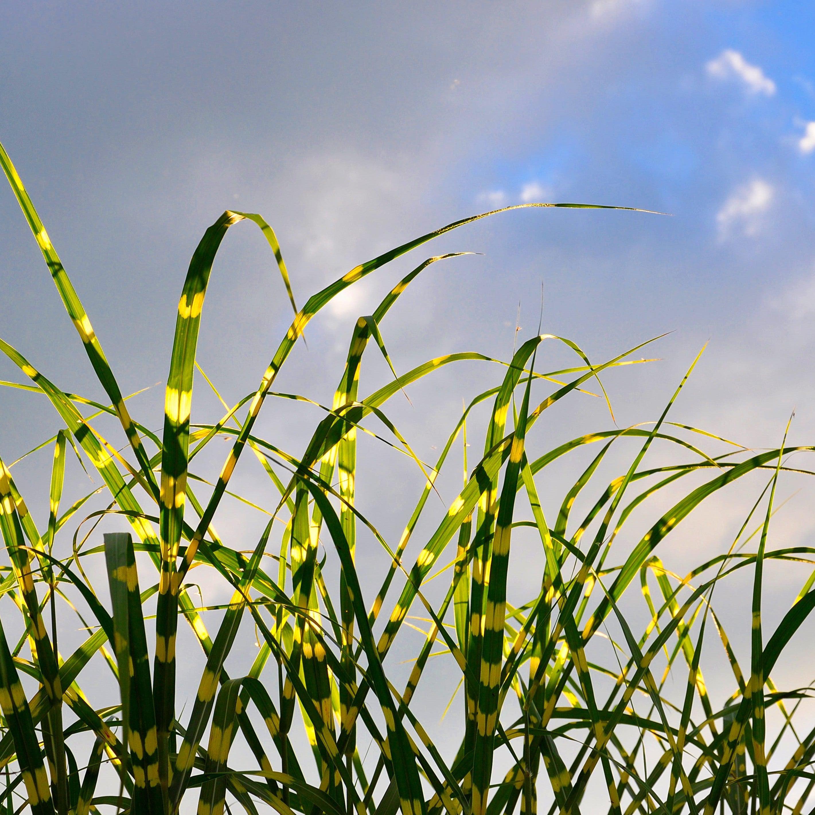 Miscanthus sinensis 'NCMS2B'  - Bandwidth Maiden Grass