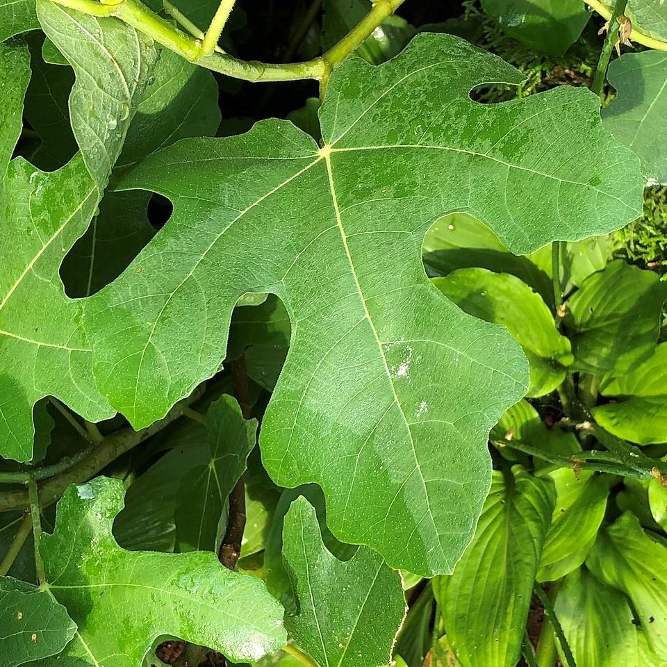 Ficus carica 'Chicago Hardy'  - Chicago Hardy Fig