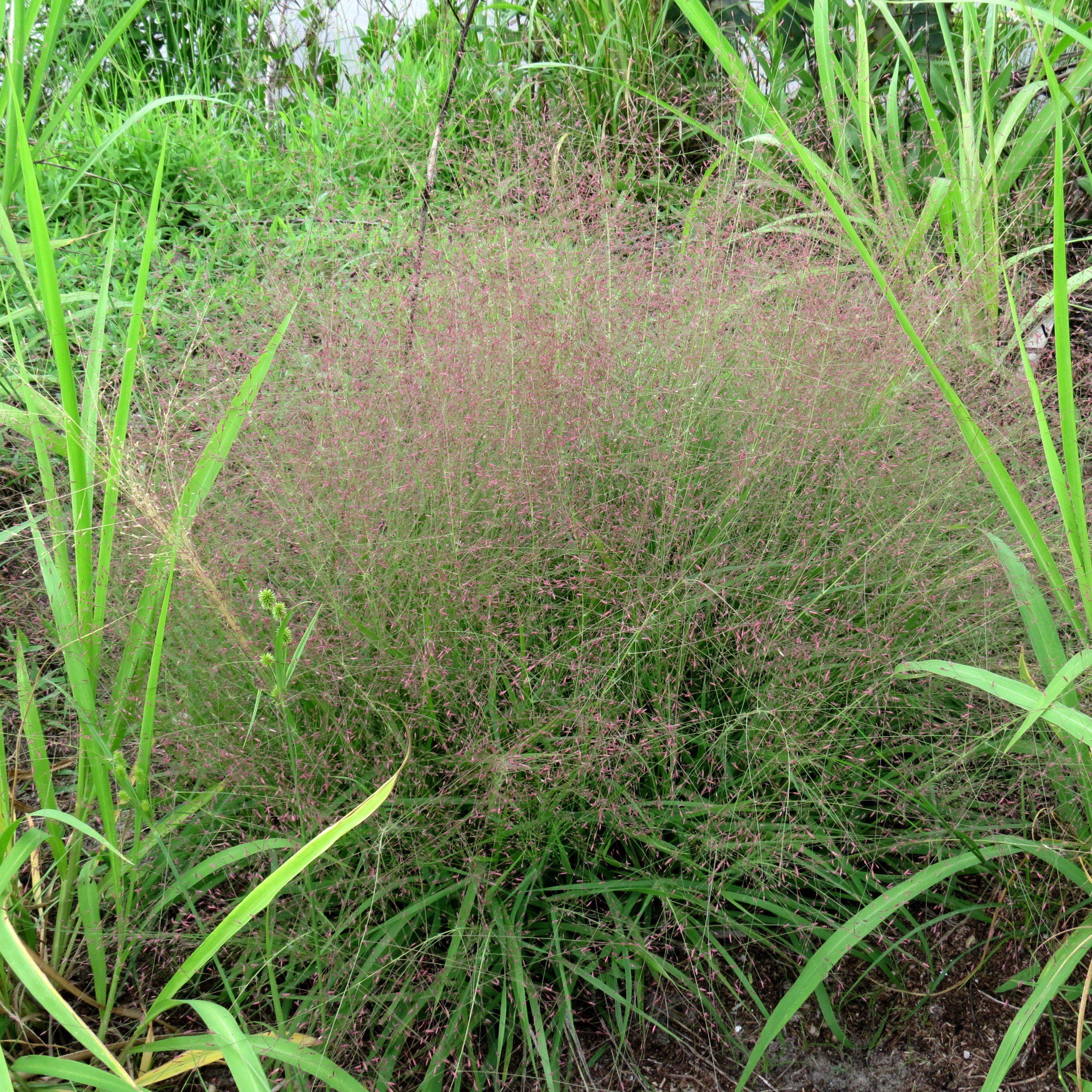 Eragrostis spectabilis  - Purple Lovegrass