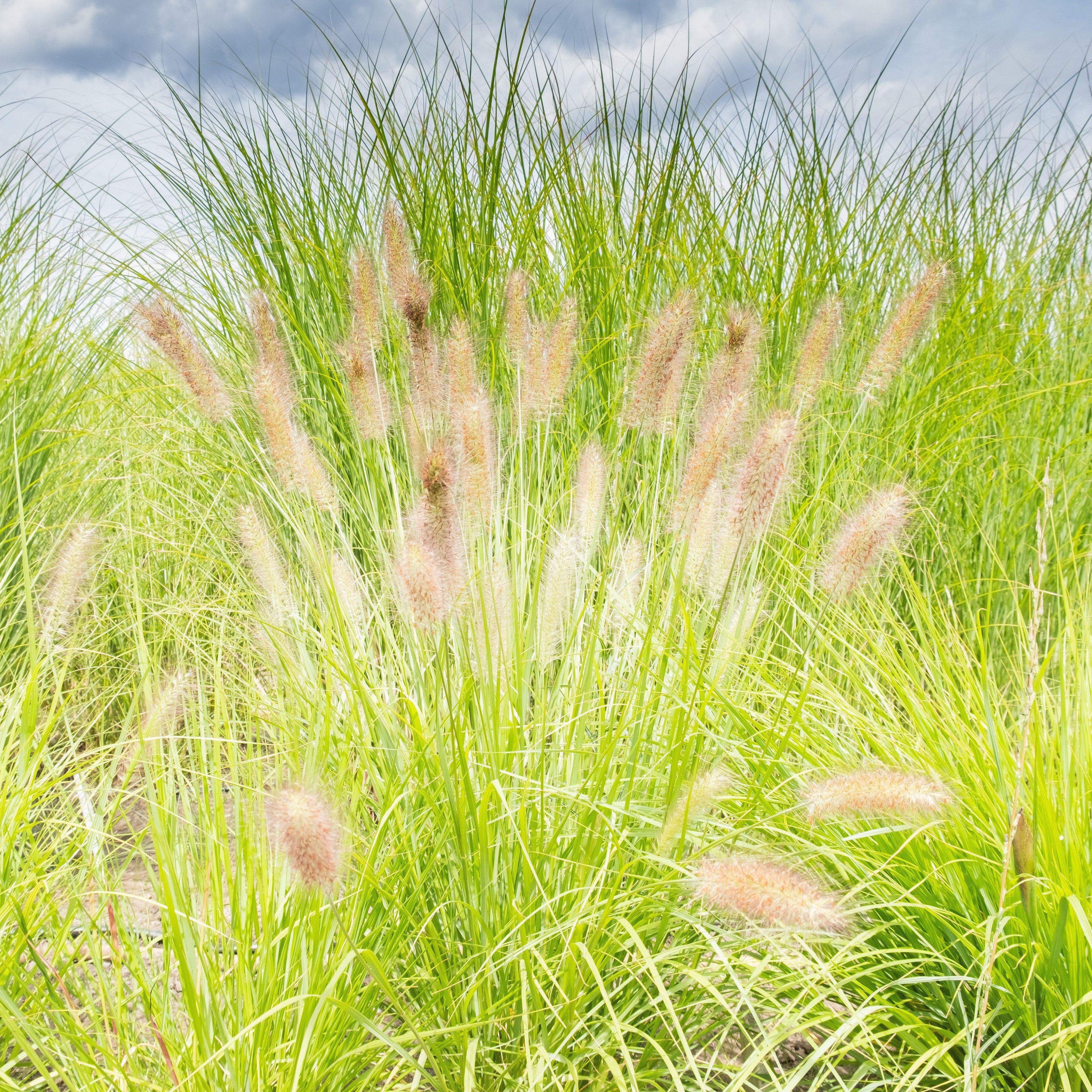 Pennisetum alopecuroides 'JS Jommenik' PP #27,435  - Lumen Gold™ Fountain Grass