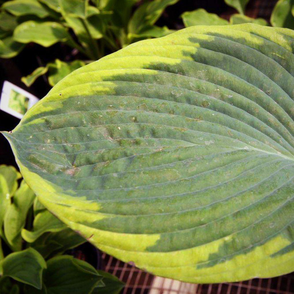 Hosta 'Frances Williams'  - Frances Williams Hosta