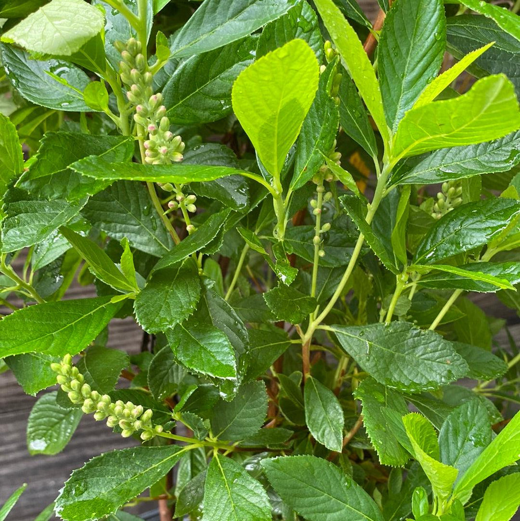 Clethra alnifolia 'Ruby Spice'  - Ruby Spice Summersweet