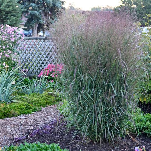 Panicum virgatum 'Apache Rose' PP29142  - Prairie Winds® Apache Rose Switch Grass