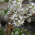 Amelanchier canadensis  - Shadblow Serviceberry