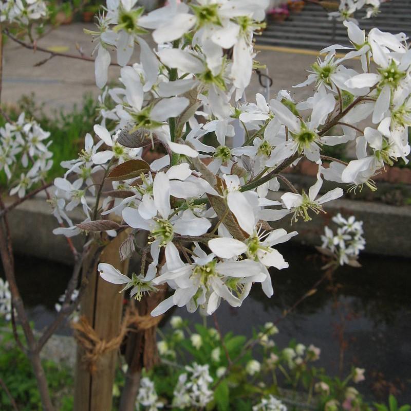 Amelanchier canadensis  - Shadblow Serviceberry