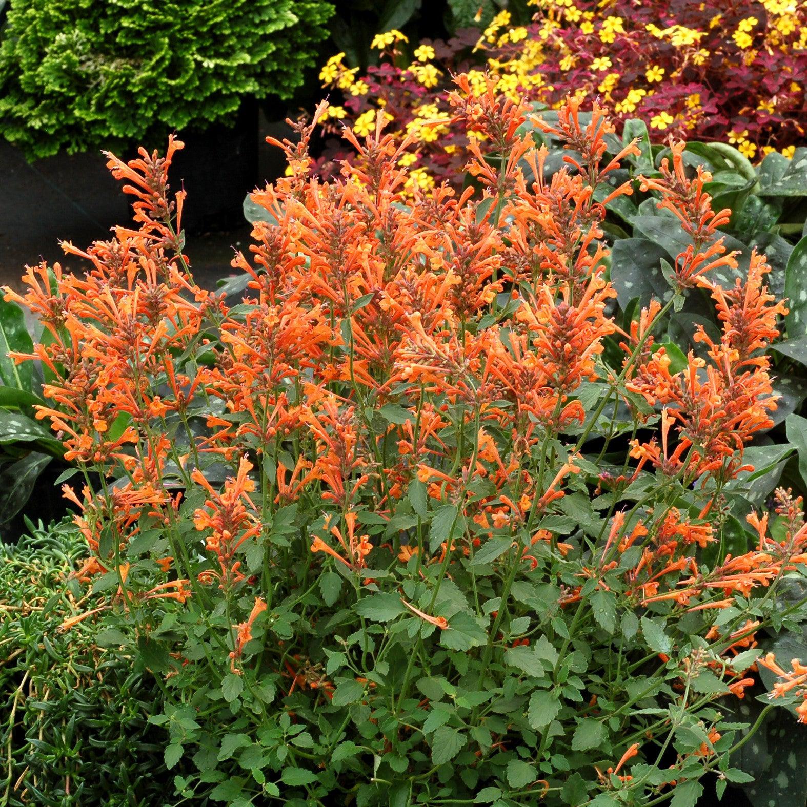 Agastache ‘Kudos Mandarin’  - Kudos™ Mandarin Hummingbird Mint, Hyssop