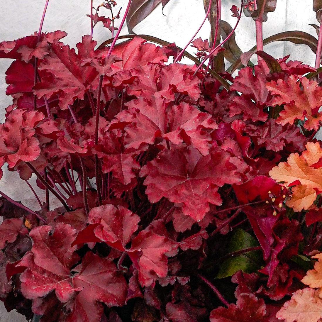Heuchera x 'Fire Alarm' PP #24,525  - Fire Alarm Heuchera