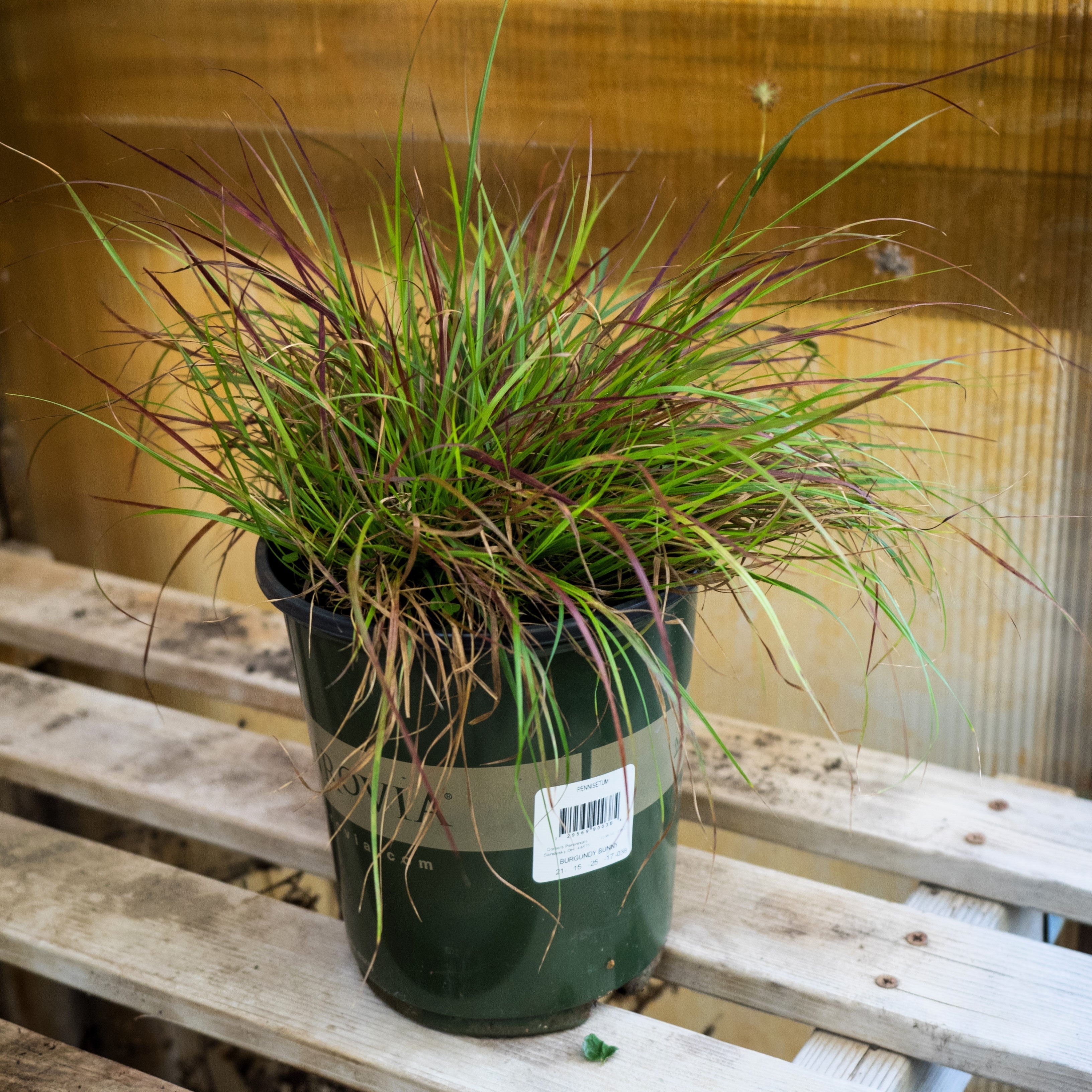 Pennisetum alopecuroides 'Burgundy Bunny'  - Burgundy Bunny Fountain Grass