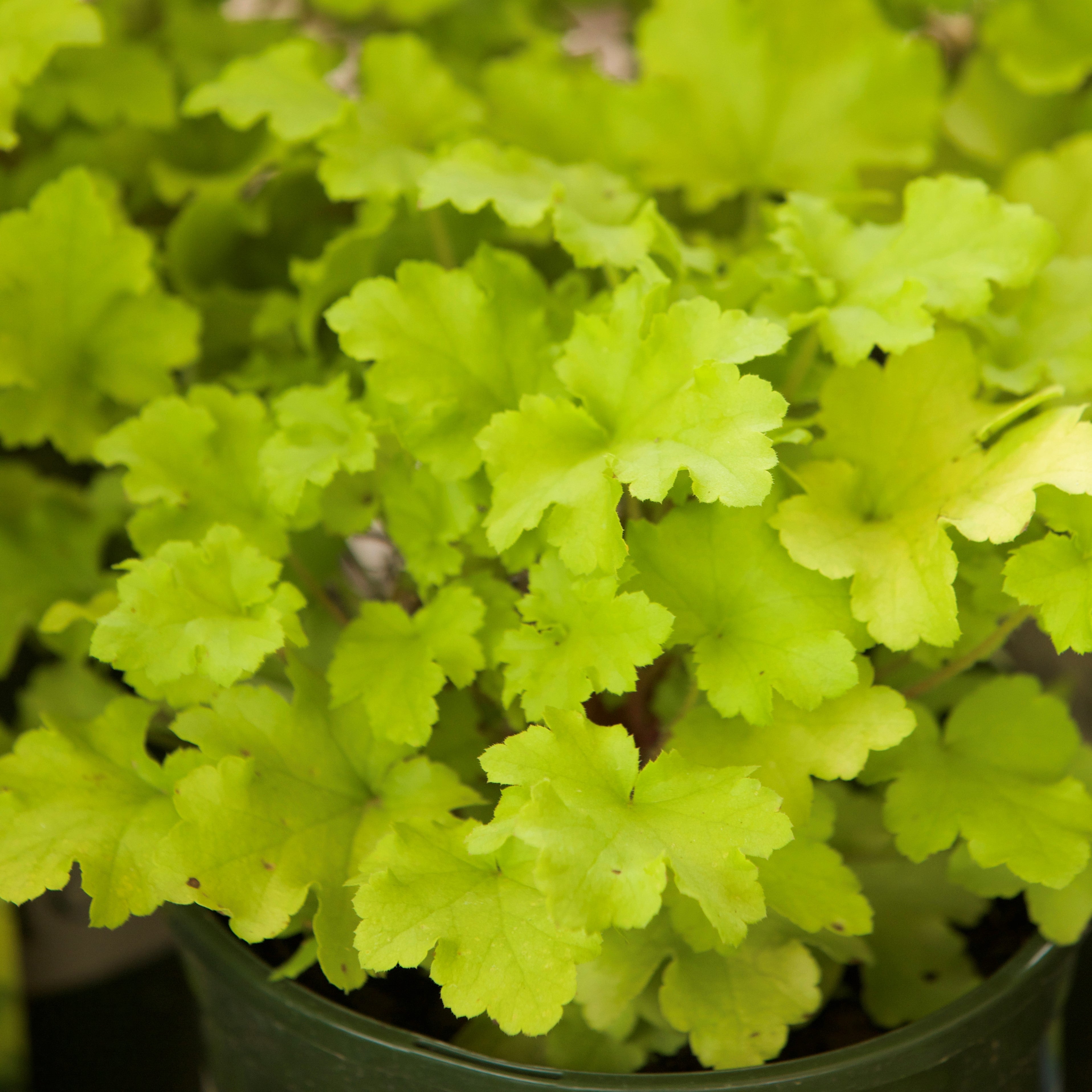 Heuchera ‘Lime Marmalade’  - Lime Marmalade Heuchera