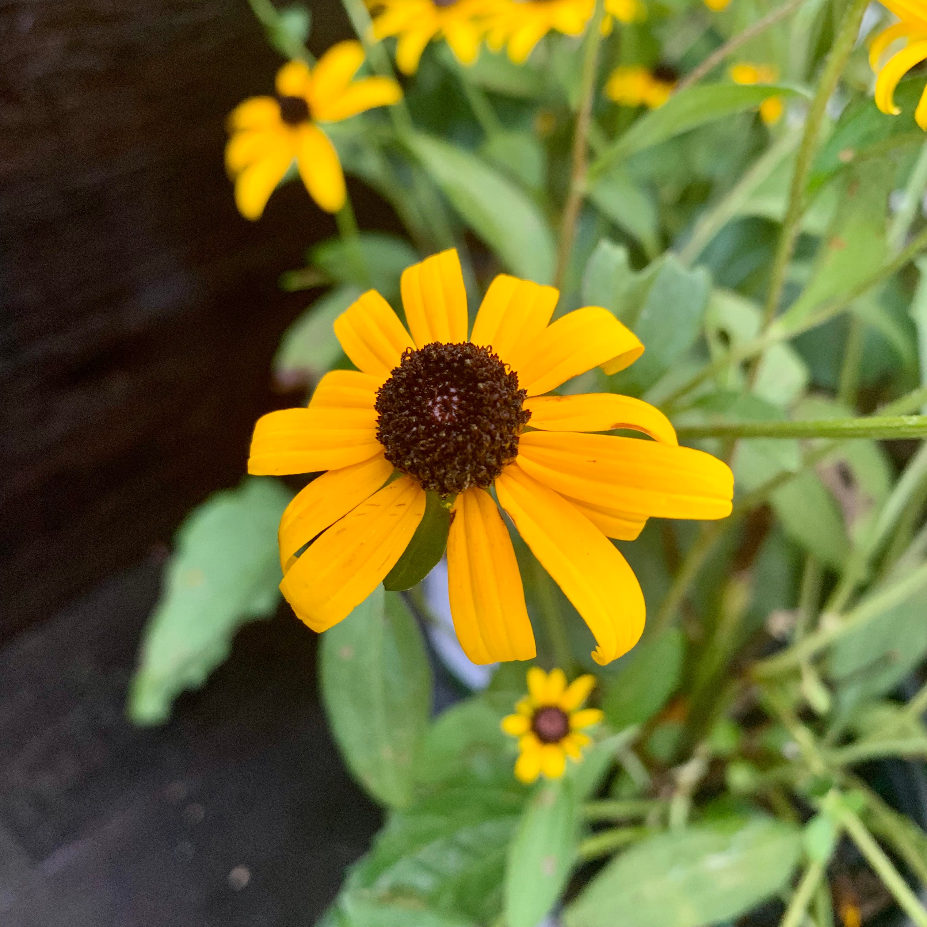 Rudbeckia fulgida 'Goldsturm'  - Black-Eyed Susan