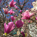 Magnolia 'Ann'  - Ann Magnolia