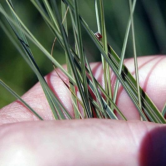 Miscanthus sinensis 'Morning Light'  - Morning Light Maiden Grass