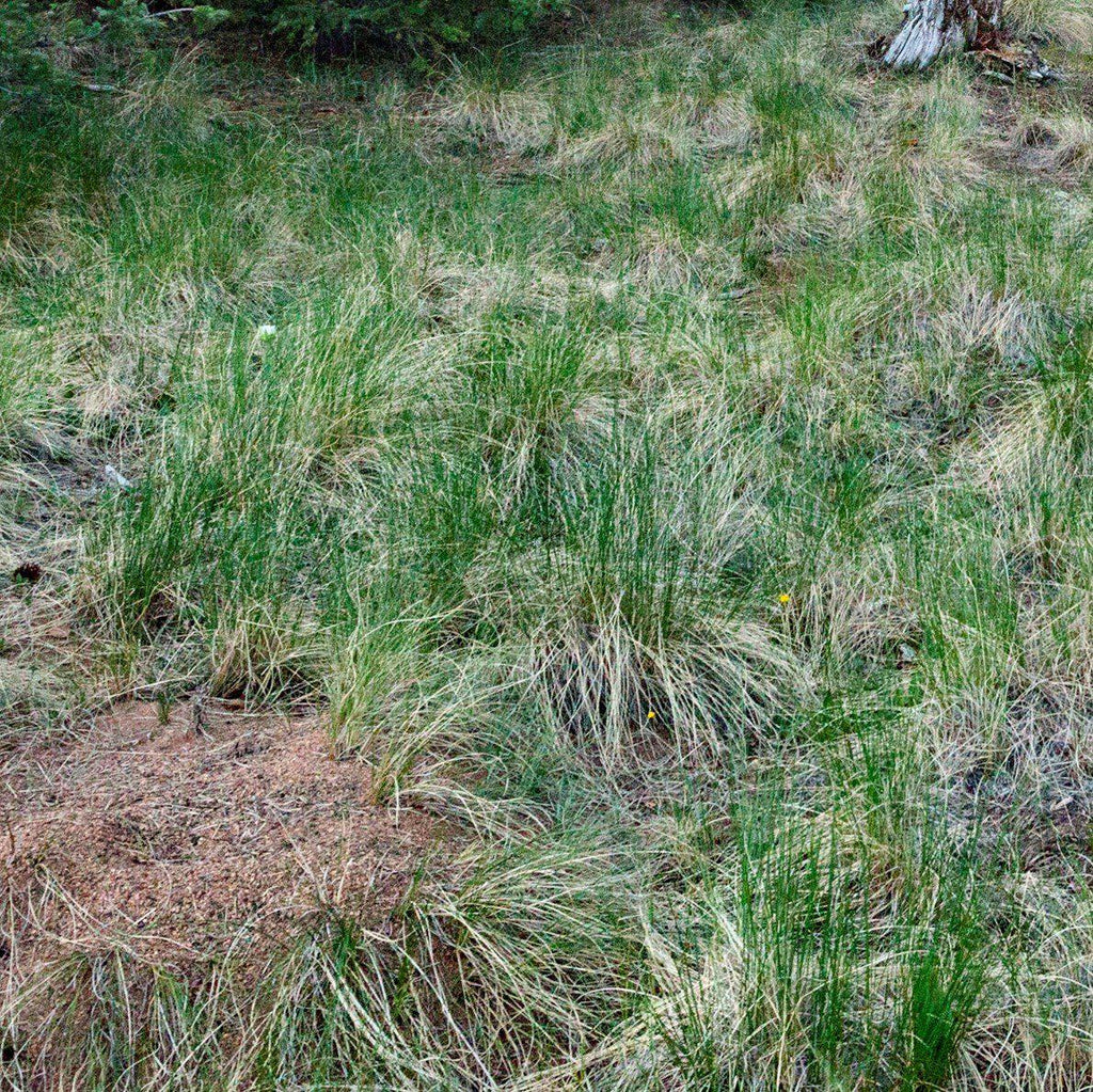 Carex stricta  - Tussock Sedge