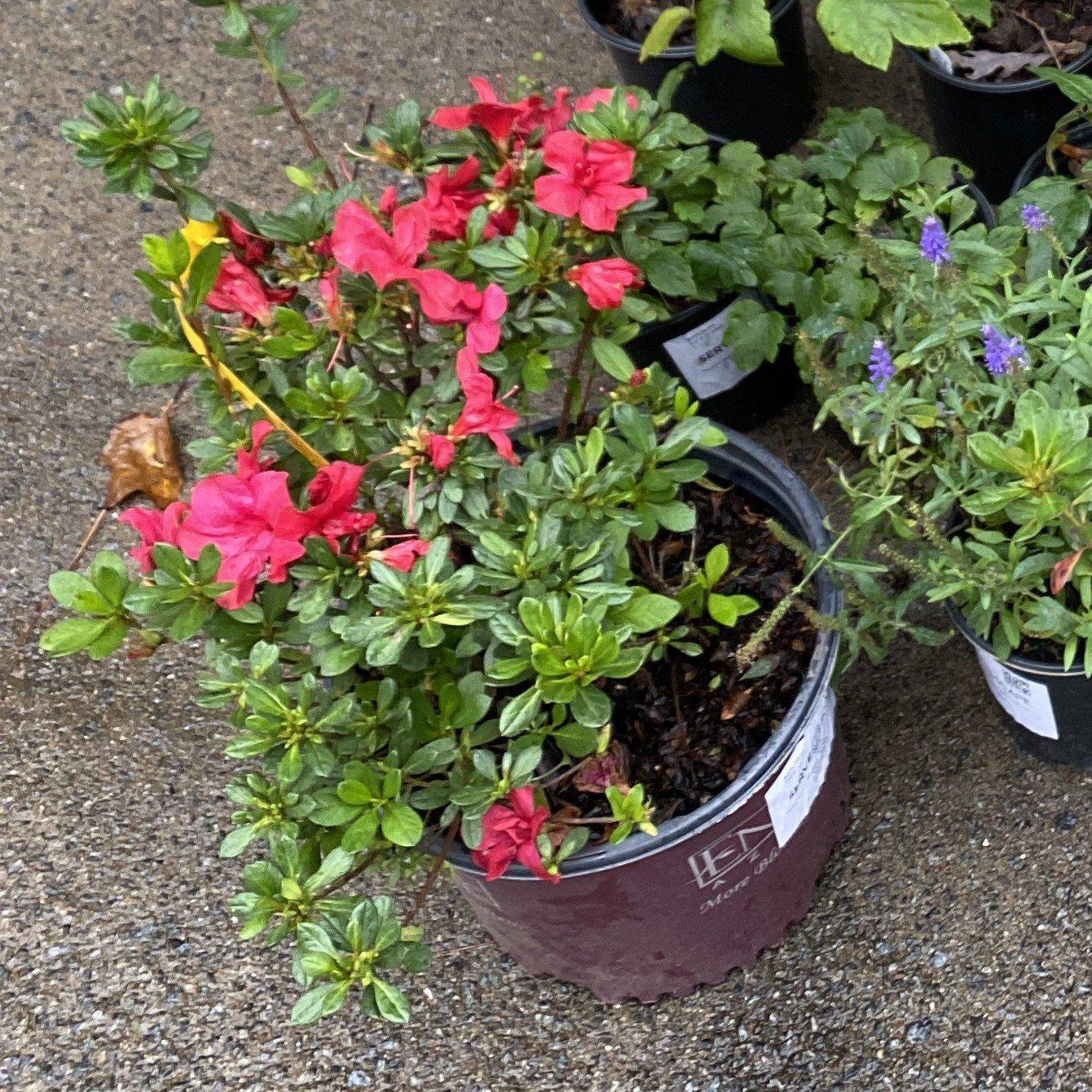 Rhododendron ‘Robleza’  - Encore® Autumn Bonfire™ Azalea